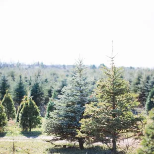 Country Side Trees, Walworth, WI - Cut your own Christmas tree or choose from a fresh cut tree. White Pine. Blue Spruce. Scotch Pine. Fir.