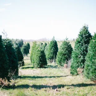 Country Side Trees, Walworth, WI - Cut your own Christmas tree or choose from a fresh cut tree. White Pine. Blue Spruce. Scotch Pine. Fir.