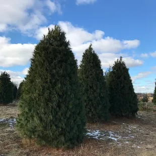 Cut your own Christmas trees at Country Side Trees. 75 acres to choose from. Saws provide.  White Pine. Scotch Pine. Fir. Blue Spruce.