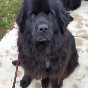 Newbies (Newfoundland dogs) will be at Country Side Trees November 23 &amp; 24, 2018. Only 2 days! 11am-3pm. Come see them!
