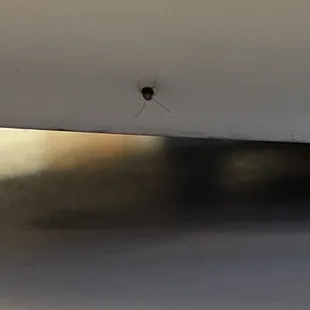 Lil baby roach crawled off my plate of eggs..