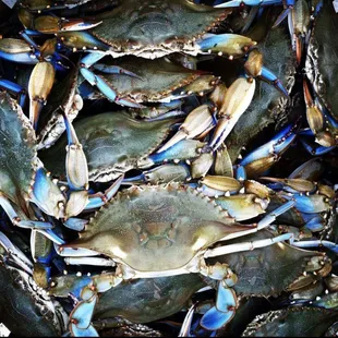 a pile of blue crabs