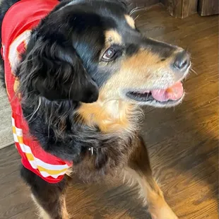 My Hank on Super Bowl Day!