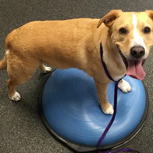 Xavier enjoying physical therapy!