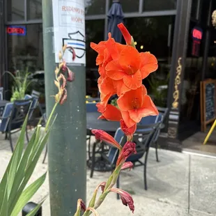 Gladiolus Curb Side