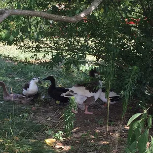 Eggs for sale when available.