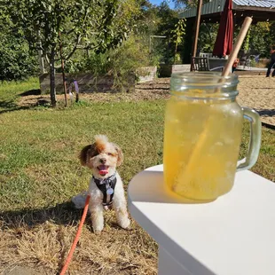 Persimmon Harvest Sangria and a Dog-friendly Patio!