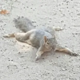 storing his nuts for winter