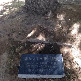 Virginia Oak dedicated March 7, 1981 Foresters of America Court Yosemite #72