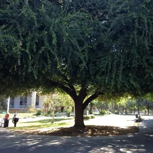 Virginia Oak dedicated March 7, 1981 Foresters of America Court Yosemite #72
