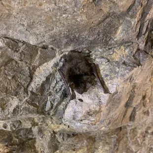 Bat inside of mine