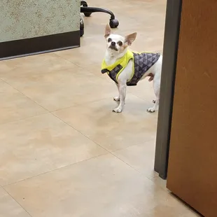Here is the little service dog that was at Physical Therapy.