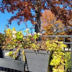 a bench and a tree