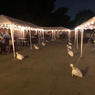 Whole outdoor set up going on over here