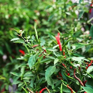 Peppers grown in the court yard