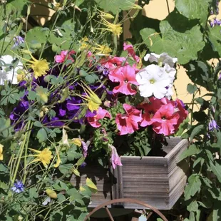 Blooms galore