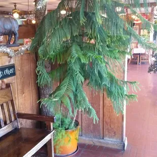 Unique Tree.