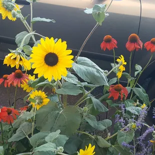 A pop of summer color outside the bookstore (8/4/21)