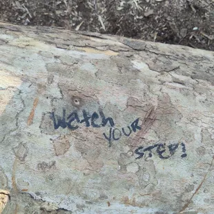 A lot of down trees due to Hurricane Ida