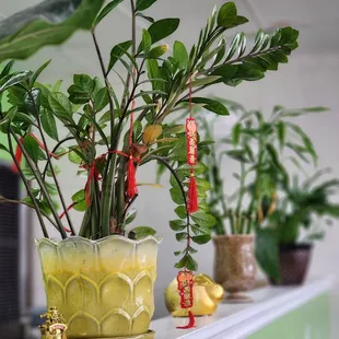 a potted plant on a mantle
