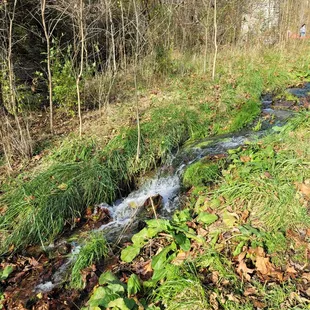The most lively lil stream.