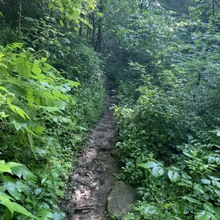 So much rain, everything is so green