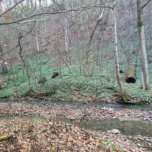 Cove Spring trail.