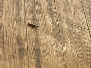 Mountainview Regional Medical Center