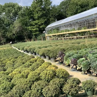 Garden plants and greenhouse