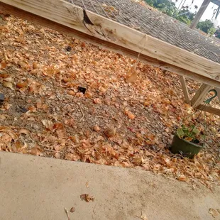 Onions and onion skins on the floor of the greenhouse