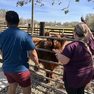 Feeding highland cows