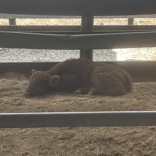 Baby highland , she was 3 days old