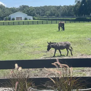 Mustang and donkey