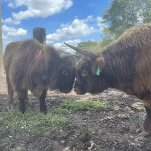 Highland cows