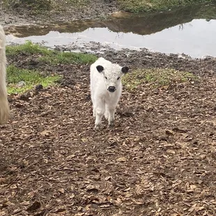 Baby cow