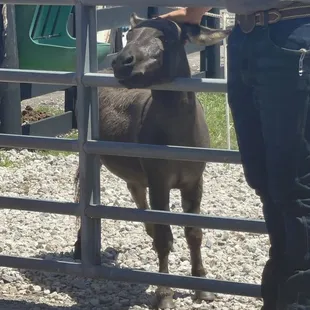 Miniature donkey