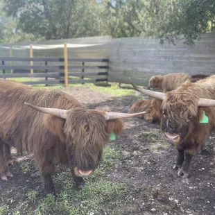 Highland cows