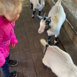 Baby animals to pet and share some love