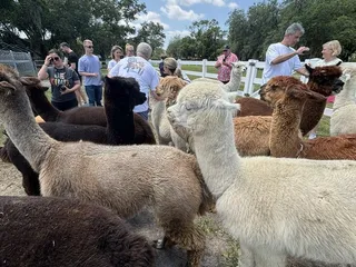 Golden Spirit Alpaca Ranch