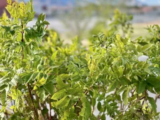 Wilbur & Theresa Faiss Park