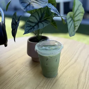 Iced Matcha Latte
