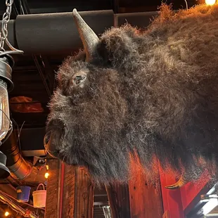 a bison's head with a lantern hanging from the ceiling
