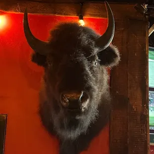 a buffalo head mounted on a wall