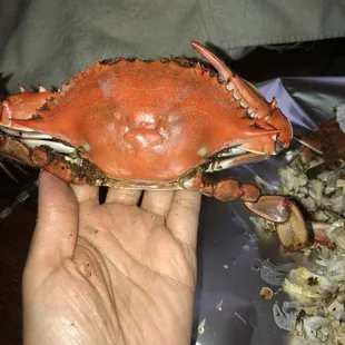 I ordered a dozen #1 males (but charged the price of jumbos) and this is what I get.  I will stick to my usual crab spots.