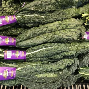 Lacinato Kale - so fresh! (January, 2021)