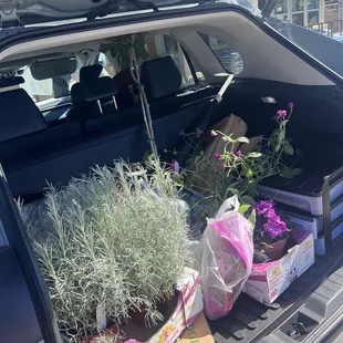 Curry plants and fig tree Also another variety I can't remember the name but soooo pretty! Fig tree was half off ($17) yesssss