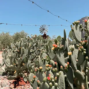Beautiful cactuses blooming here at Coyote Creek Locations