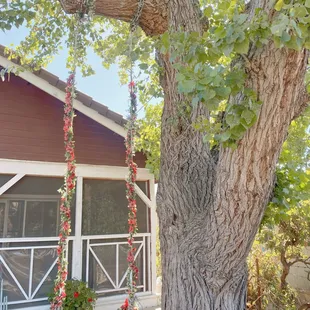 Coyote Creek Locations has a swinging bench hanging from the front porch tree. This is a great place to capture new memories.