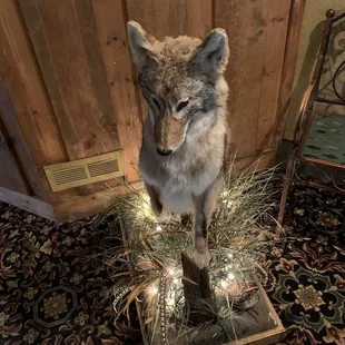 a lone coyote standing on a piece of wood