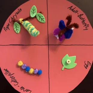 Butterfly Life Cycle